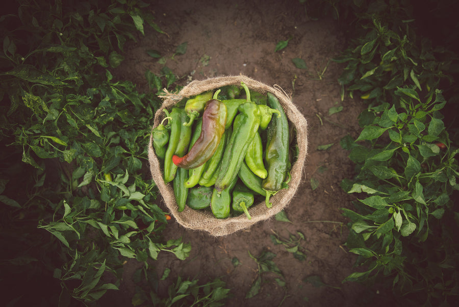 Photography: Hatch Green Chile - Organ Mountain Outfitters