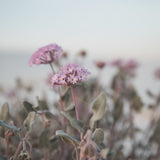 Photography: Wildflowers at White Sands - Organ Mountain Outfitters
