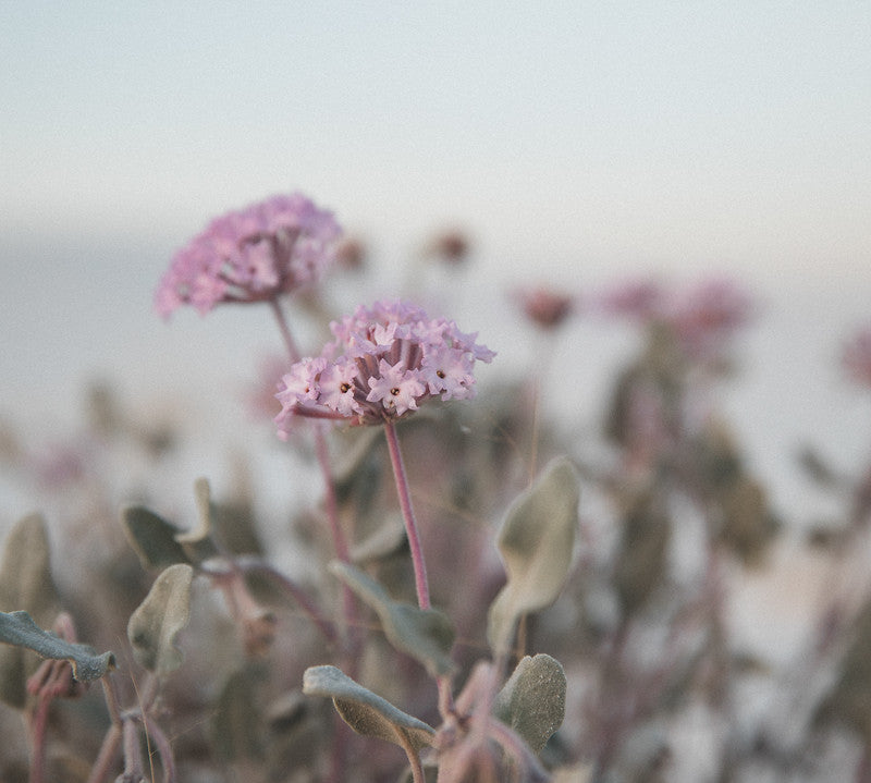 Photography: Wildflowers at White Sands - Organ Mountain Outfitters