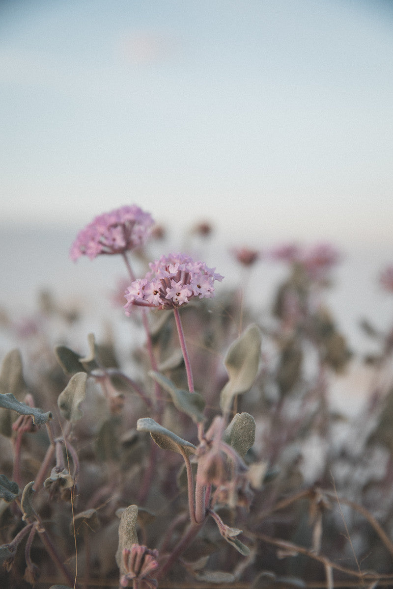 Photography: Wildflowers at White Sands - Organ Mountain Outfitters