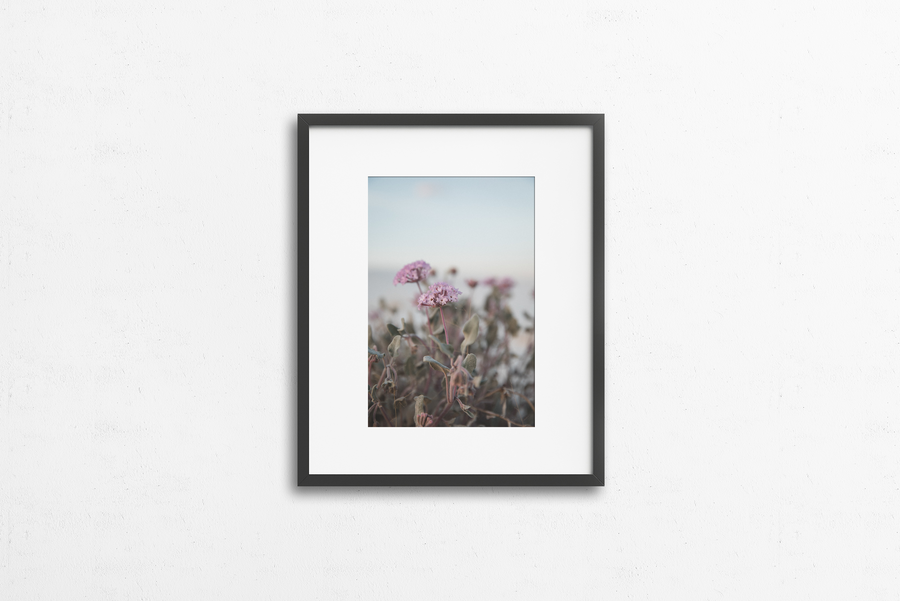 Photography: Wildflowers at White Sands - Organ Mountain Outfitters