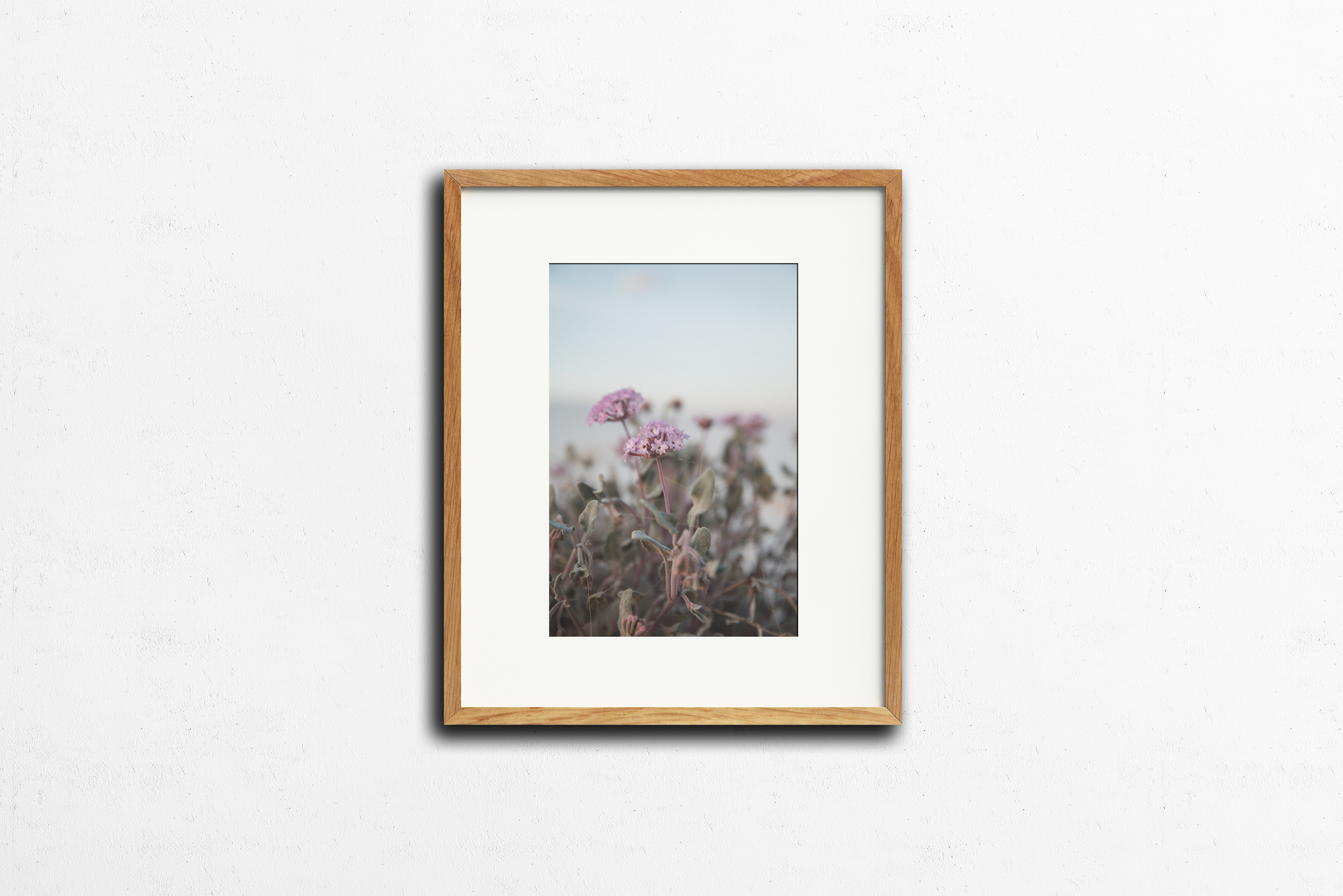 Photography: Wildflowers at White Sands - Organ Mountain Outfitters