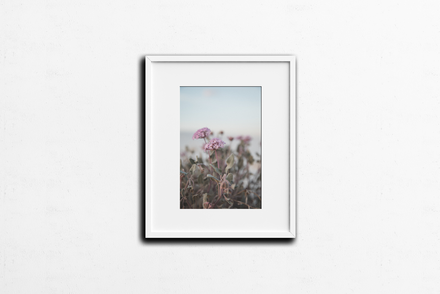 Photography: Wildflowers at White Sands - Organ Mountain Outfitters