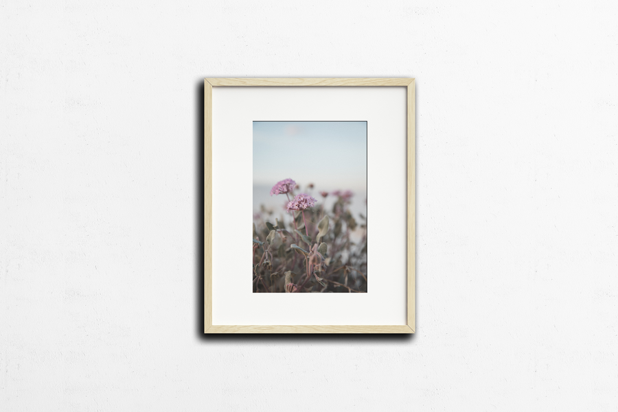 Photography: Wildflowers at White Sands - Organ Mountain Outfitters